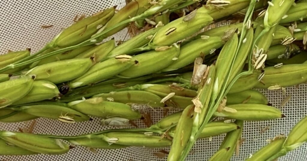 New pest could impact rice crop